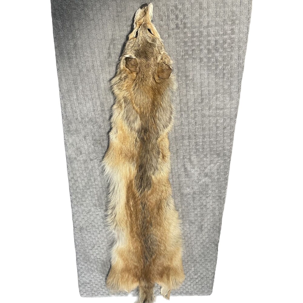 Strawberry Blonde Coyote Wallhanger Red Genuine Tanned Fur Pelt Hide Taxidermy